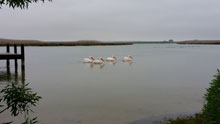 Pelicans, Bokkom Lane