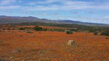 Wildflowers in Namaqua National Park