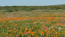 Wildflowers, West Coast National Park