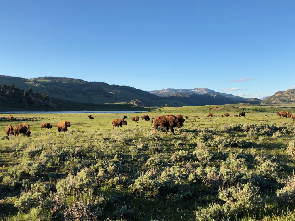 Lamar Valley Yellowstone