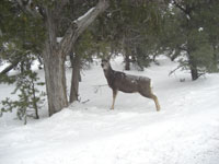 Deer - Hermit Road